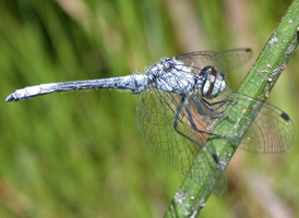 Elfin Skimmer